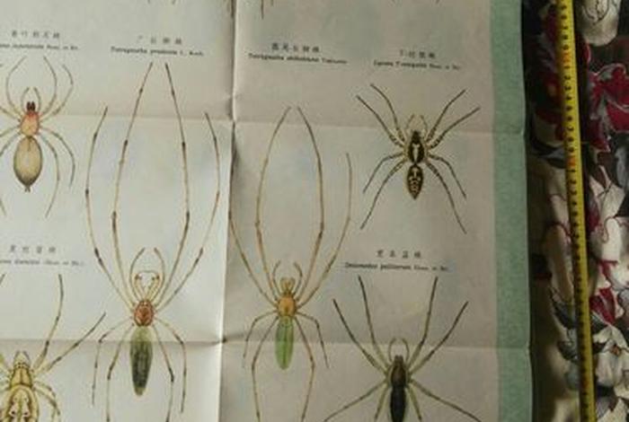 seo虫虫教程；虫虫教学论坛