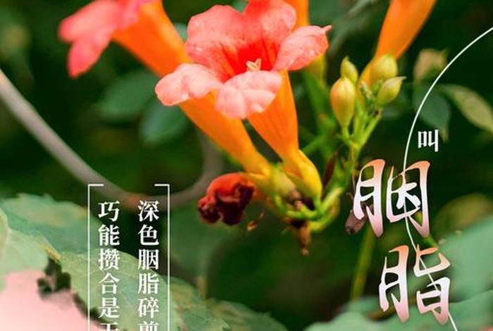 h5下黑上白,html字体颜色怎么设置白色 h5下黑上白,html字体颜色怎么设置白色