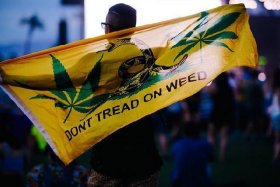 maplestage枫林网 枫林网为什么不能看