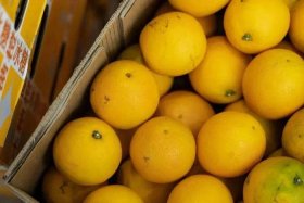 橙子建站是哪家公司、橙子建站客服电话