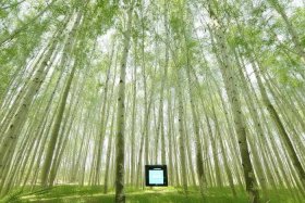 百度关键词优化白杨案例 - 百度的关键词优化案例