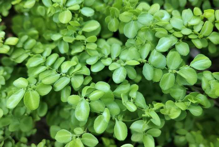 含羞草的所有信息 - 含羞草的资料和图