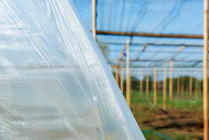 搭建大棚的塑料薄膜是什么(搭建大棚的塑料薄膜是什么材料) 搭建大棚的塑料薄膜是什么(搭建大棚的塑料薄膜是什么材料)