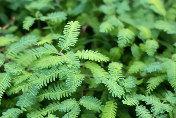 含羞草的所有信息 - 含羞草的资料和图