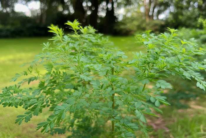 含羞草的相关信息、含羞草的简单相关资料