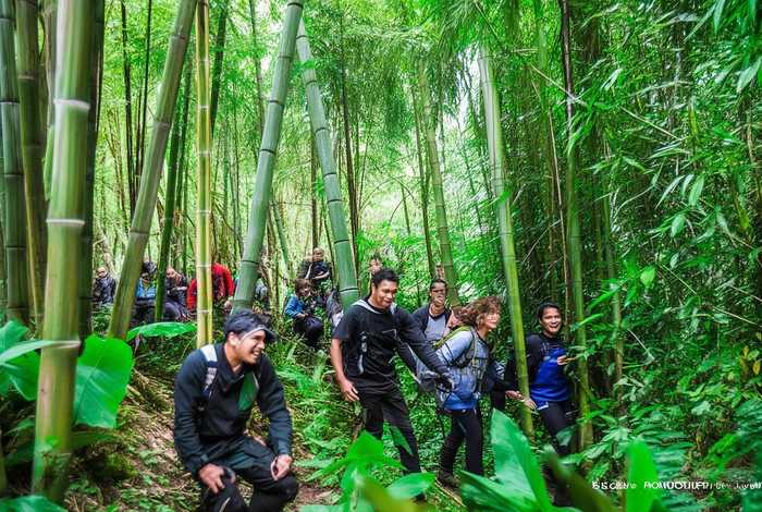 深圳官方回应多人组团摘野山竹 - 深圳山竹丛林越野俱乐部 深圳官方回应多人组团摘野山竹 - 深圳山竹丛林越野俱乐部
