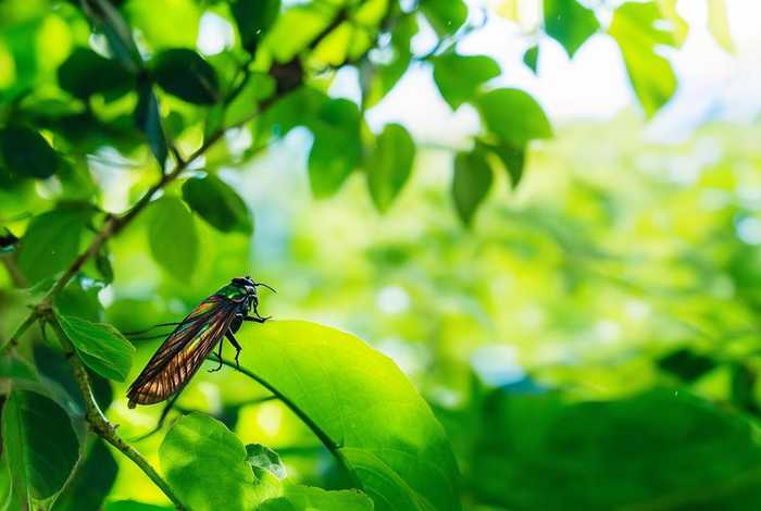 鸣蝉网站文章（鸣蝉网站文章在线阅读）