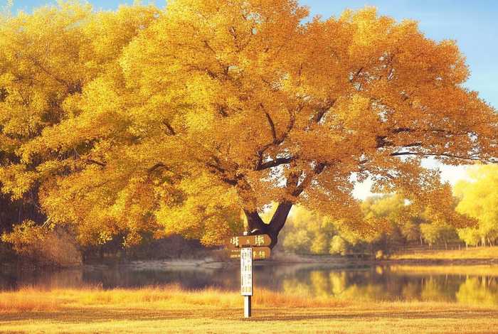 黄叶集团，黄金叶集团