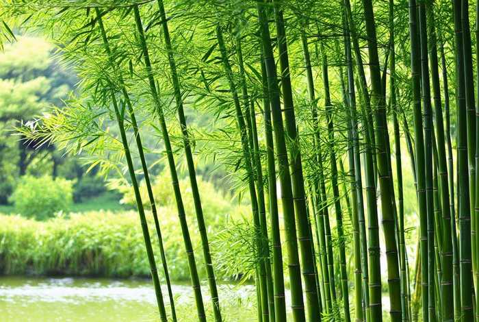 千图网素材图，千图网素材图竹子图片