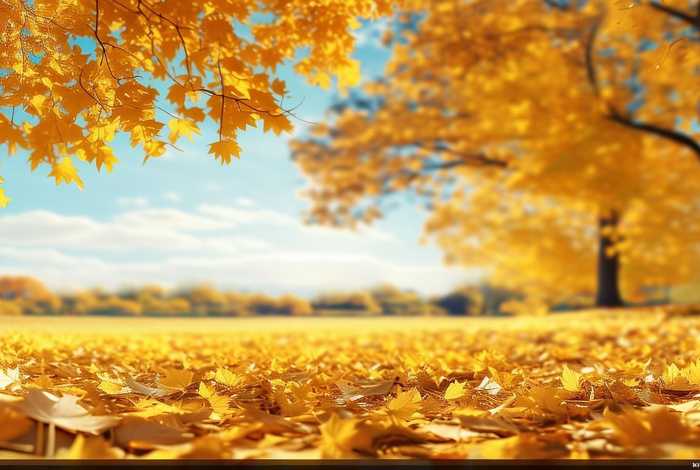 黄页免费在线观看 - 黄叶网站免费的