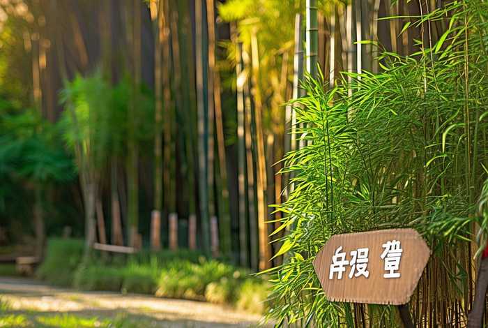 竹子加盟代理 - 竹子加盟代理多少钱