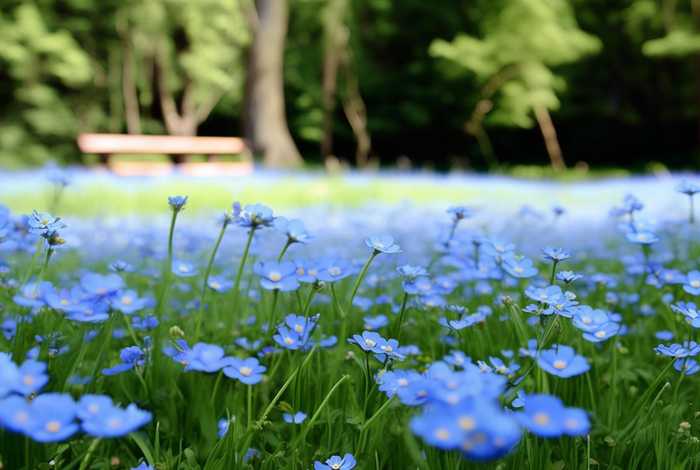 忘忧草网址查询 忘忧草 搜索或输入网址