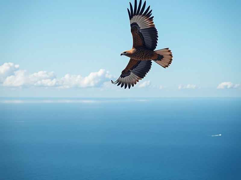 海天雄鹰免费下载(海天雄鹰免费下载小说) 海天雄鹰免费下载(海天雄鹰免费下载小说)