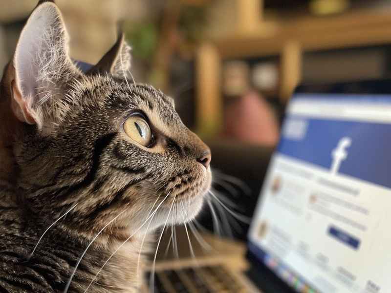 facebook免费注册教学 facebook免费注册网