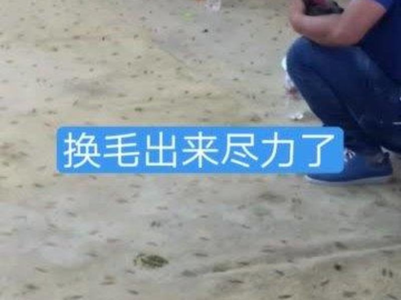 斗鸡搭建站立教程(斗鸡搭建站立教程视频) 斗鸡搭建站立教程(斗鸡搭建站立教程视频)