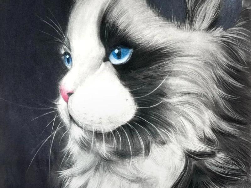 大猫哥的作品（大猫哥的作品是什么）
