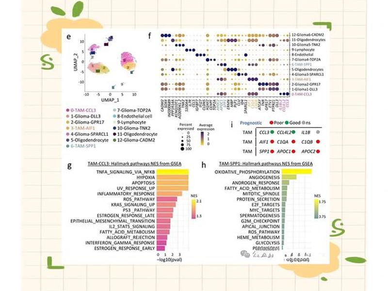 lncrna建库方式;lncrna建库测序流程 lncrna建库方式;lncrna建库测序流程