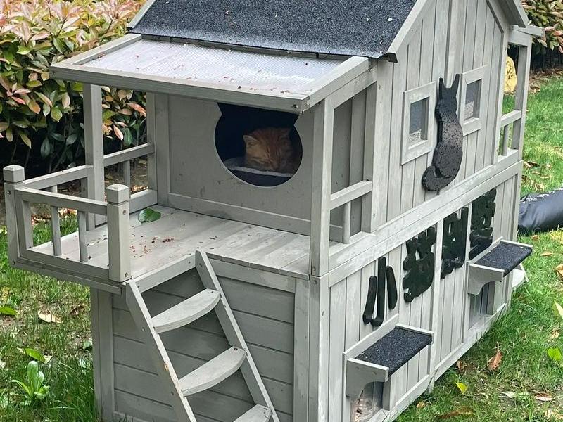 建造猫窝野外 - 野外猫窝怎么安装 建造猫窝野外 - 野外猫窝怎么安装