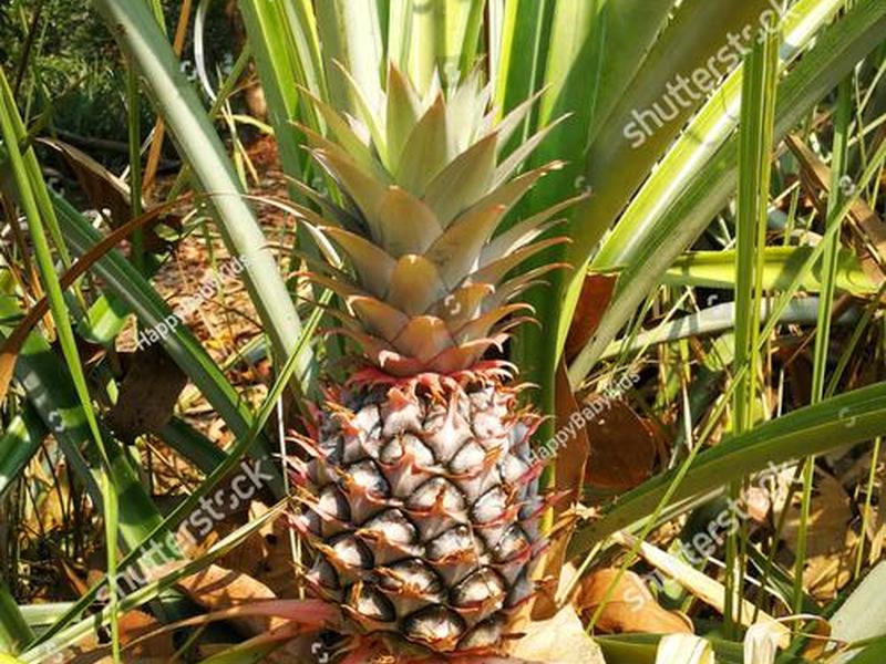 pineapple是做什么的(pineapple是什么英语) pineapple是做什么的(pineapple是什么英语)