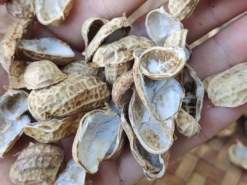 花生壳图片素材（花生壳图片素材大全）