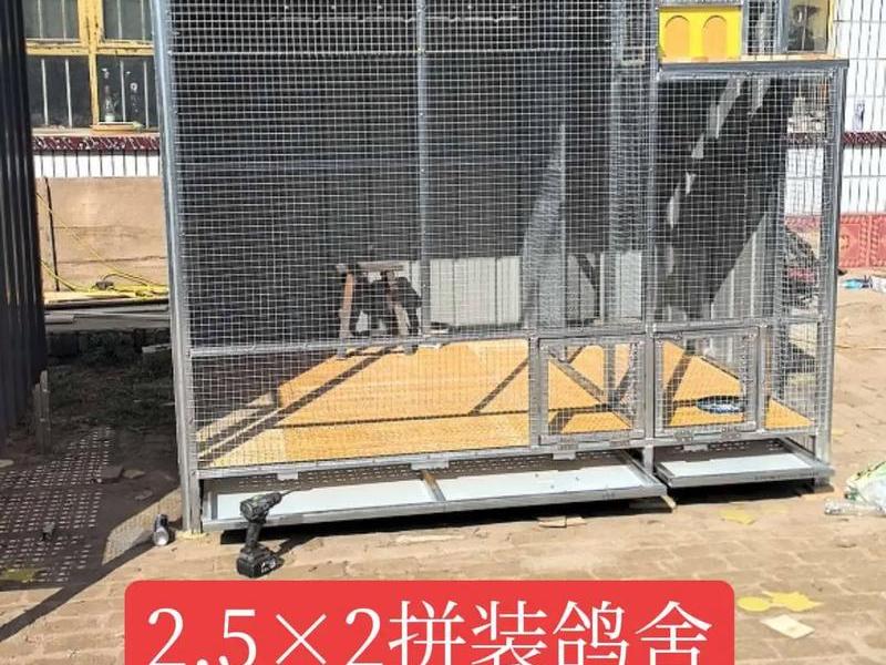 鸽棚怎么搭建才能引来鸽子 鸽棚怎么搭建才能引来鸽子呢 鸽棚怎么搭建才能引来鸽子 鸽棚怎么搭建才能引来鸽子呢