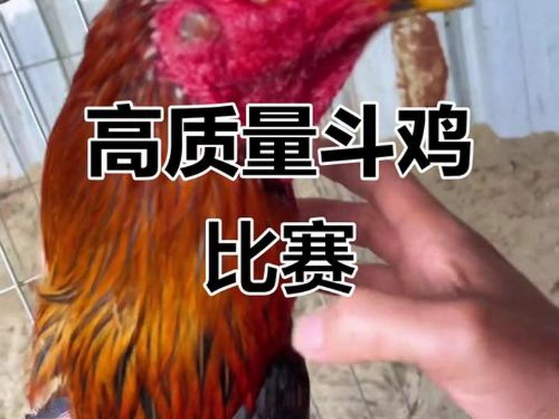 斗鸡训练高手视频教程简单动作慢 - 斗鸡训练高手视频教程简单动作慢画 斗鸡训练高手视频教程简单动作慢 - 斗鸡训练高手视频教程简单动作慢画