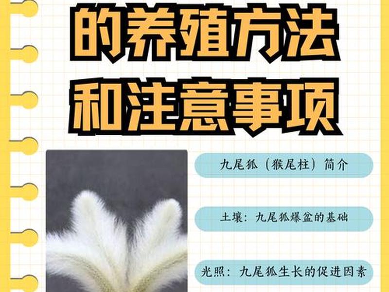 九尾狐整桩怎么移栽、九尾狐整桩怎么移栽视频 九尾狐整桩怎么移栽、九尾狐整桩怎么移栽视频