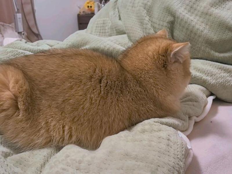 大猫哥相关视频合集 大猫哥相关视频合集下载
