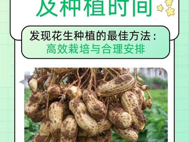 花生壳种植教程（花生壳种植教程图片）