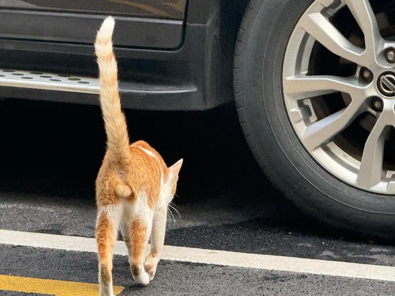 大猫哥建站教程,抖音大猫哥 大猫哥建站教程,抖音大猫哥