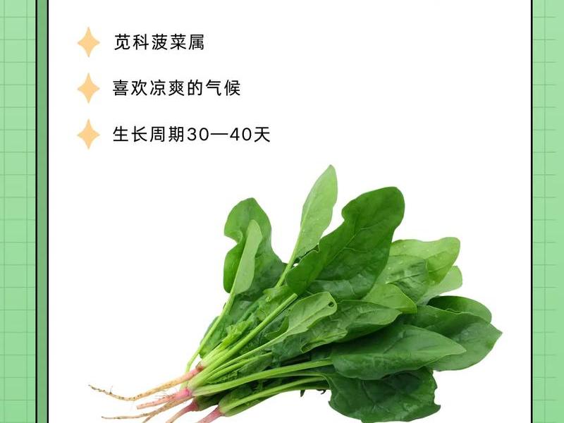 菠菜种植起垄技巧 菠菜种植起垄技巧图解 菠菜种植起垄技巧 菠菜种植起垄技巧图解