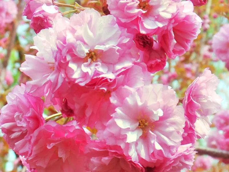 sakurafrp樱花官网;sakura樱花图片 sakurafrp樱花官网;sakura樱花图片