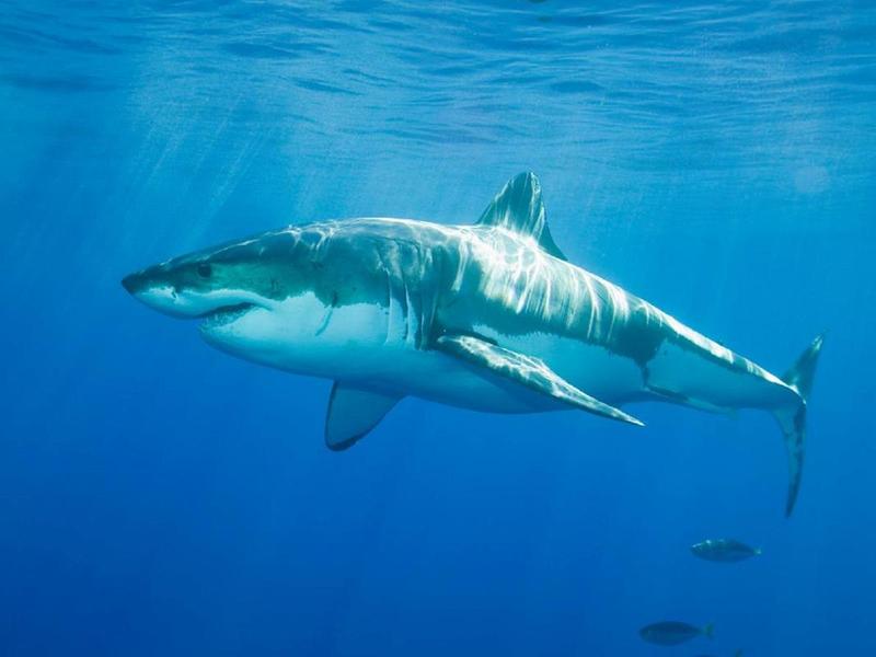 shark network shark network