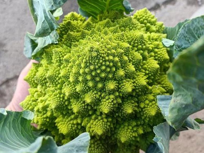 宝塔index.html、宝塔菜的功效与作用 宝塔index.html、宝塔菜的功效与作用