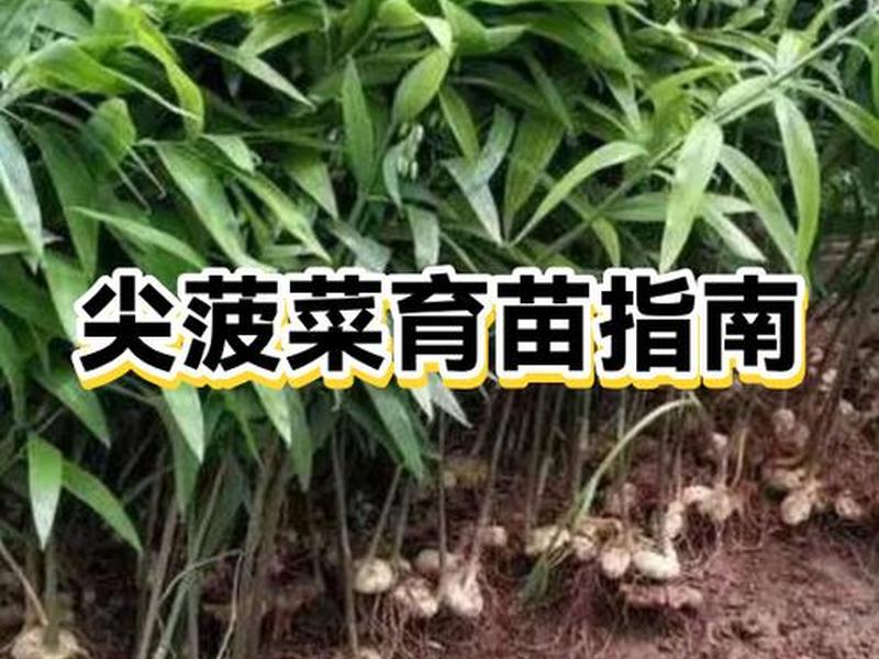 菠菜育苗正确方法;菠菜育苗正确方法视频 菠菜育苗正确方法;菠菜育苗正确方法视频