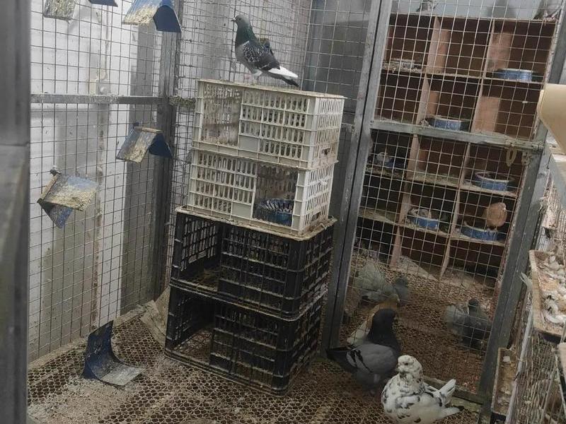 鸽棚顶搭建方法;鸽棚顶搭建方法有哪些 鸽棚顶搭建方法;鸽棚顶搭建方法有哪些