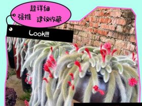 九尾狐移栽方法，九尾狐移栽方法图解