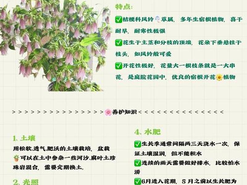 风铃种植教程视频，风铃种植教程视频全集