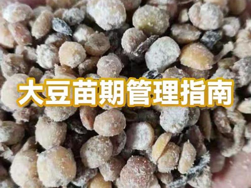 大豆出苗时间;大豆多长时间出苗 大豆出苗时间;大豆多长时间出苗