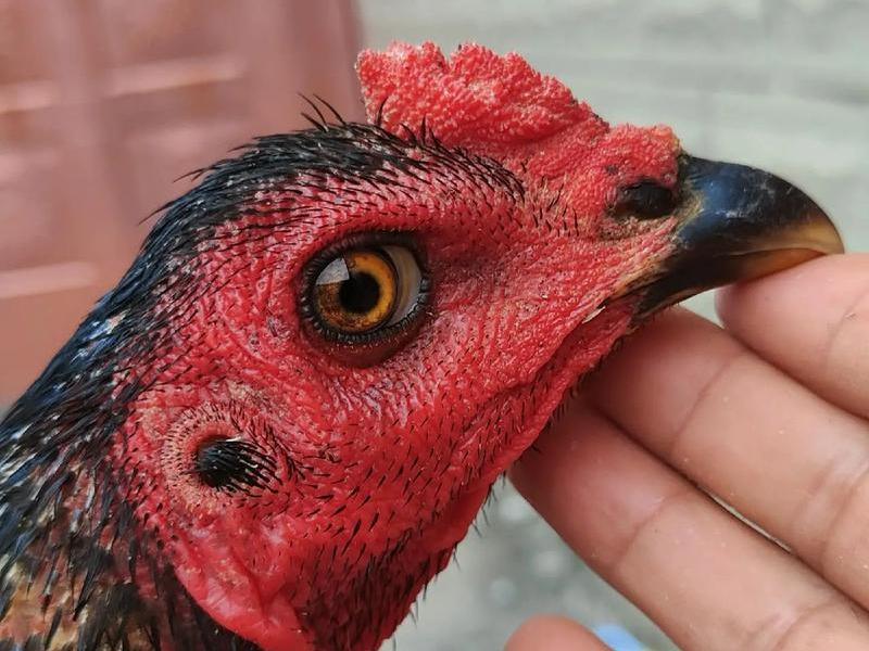 斗鸡怎么做视频教程(斗鸡怎么做视频教程图片) 斗鸡怎么做视频教程(斗鸡怎么做视频教程图片)