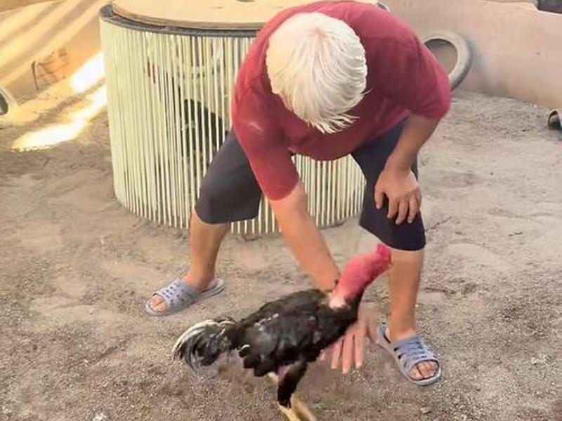 斗鸡十四种训练法视频 斗鸡十四种训练法视频教程 斗鸡十四种训练法视频 斗鸡十四种训练法视频教程