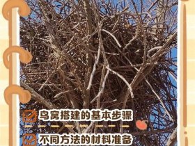 刺猬窝搭建教程，刺猬搭窝的过程