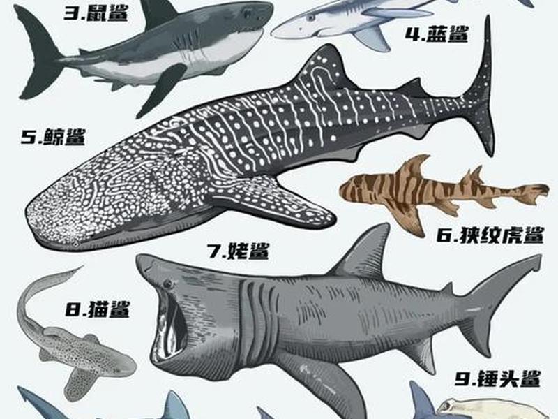 shark system shark system