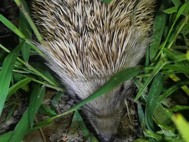 刺猬科技；刺猬教育科技