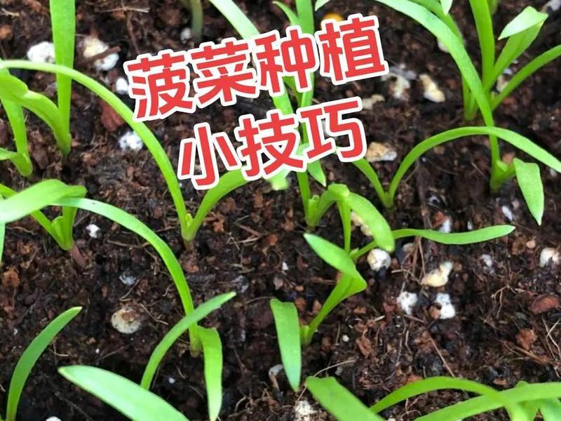 菠菜种植起垄技巧 菠菜种植起垄技巧图解 菠菜种植起垄技巧 菠菜种植起垄技巧图解