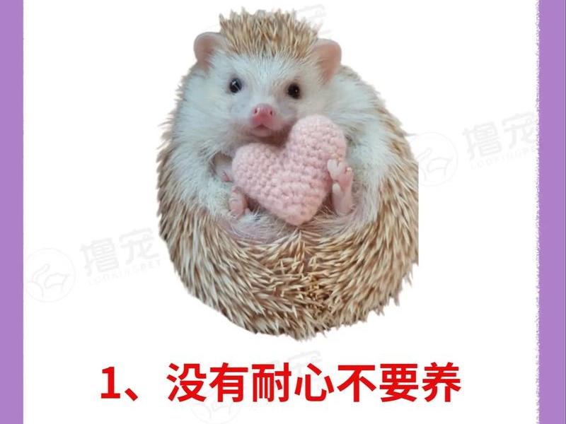 刺猬主页;刺猬首页 刺猬主页;刺猬首页
