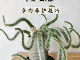 九尾狐养殖的场地建设；九尾狐植物的养殖