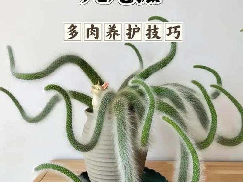 九尾狐养殖的场地建设；九尾狐植物的养殖