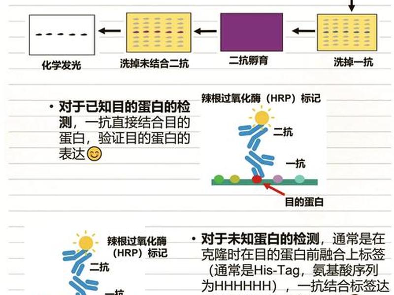 wb开店详细教程;wb操作具体流程 wb开店详细教程;wb操作具体流程