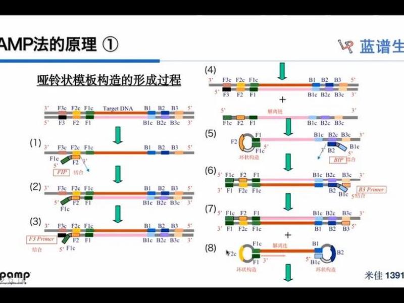 lamp检测技术原理 lamp快速检测原理 lamp检测技术原理 lamp快速检测原理